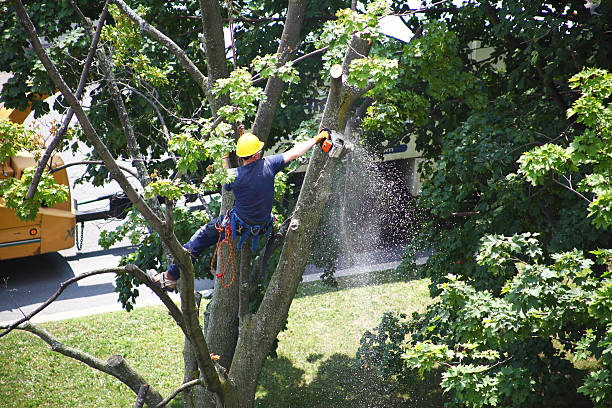 Best Tree Trimming and Pruning  in Sanford, ME