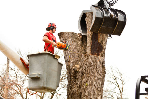 Best Stump Grinding and Removal  in Sanford, ME